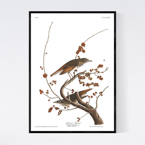 Hermit Thrush Print by John Audubon