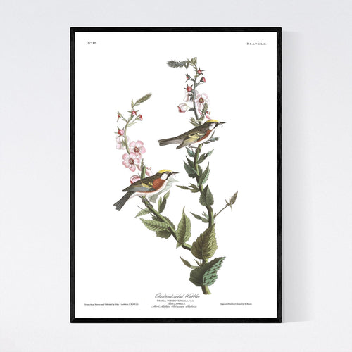 Chestnut-Sided Warbler Print by John Audubon