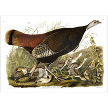 Load image into Gallery viewer, Great American Hen and Young Print by John Audubon