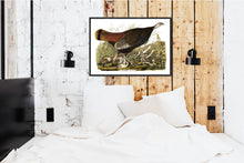 Load image into Gallery viewer, Great American Hen and Young Print by John Audubon