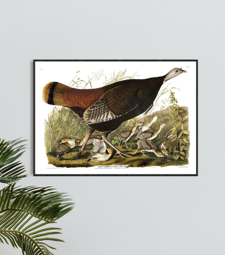 Great American Hen and Young Print by John Audubon