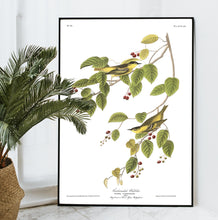 Load image into Gallery viewer, Carbonated Warbler Print by John Audubon