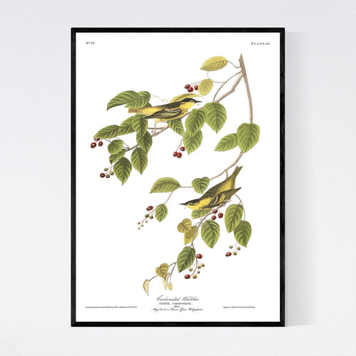 Carbonated Warbler Print by John Audubon