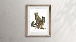 Great Horned Owl Print by John Audubon