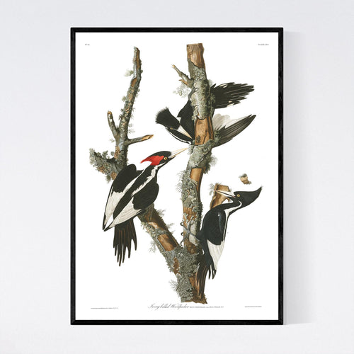 Ivory-Billed Woodpecker Print by John Audubon