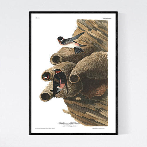 Republican or Cliff Swallow Print by John Audubon