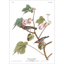 Load image into Gallery viewer, Bay-Breasted Warbler Print by John Audubon