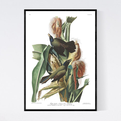 Purple Grakle or Common Crow Blackbird Print by John Audubon