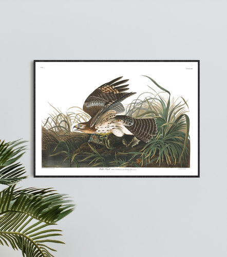 Winter Hawk Print by John Audubon