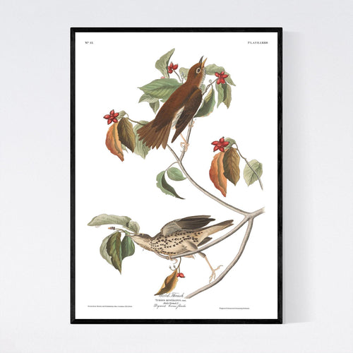 Wood Thrush Print by John Audubon