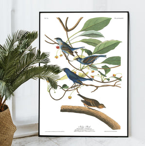 Indigo Bird Print by John Audubon