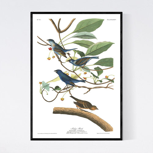 Indigo Bird Print by John Audubon