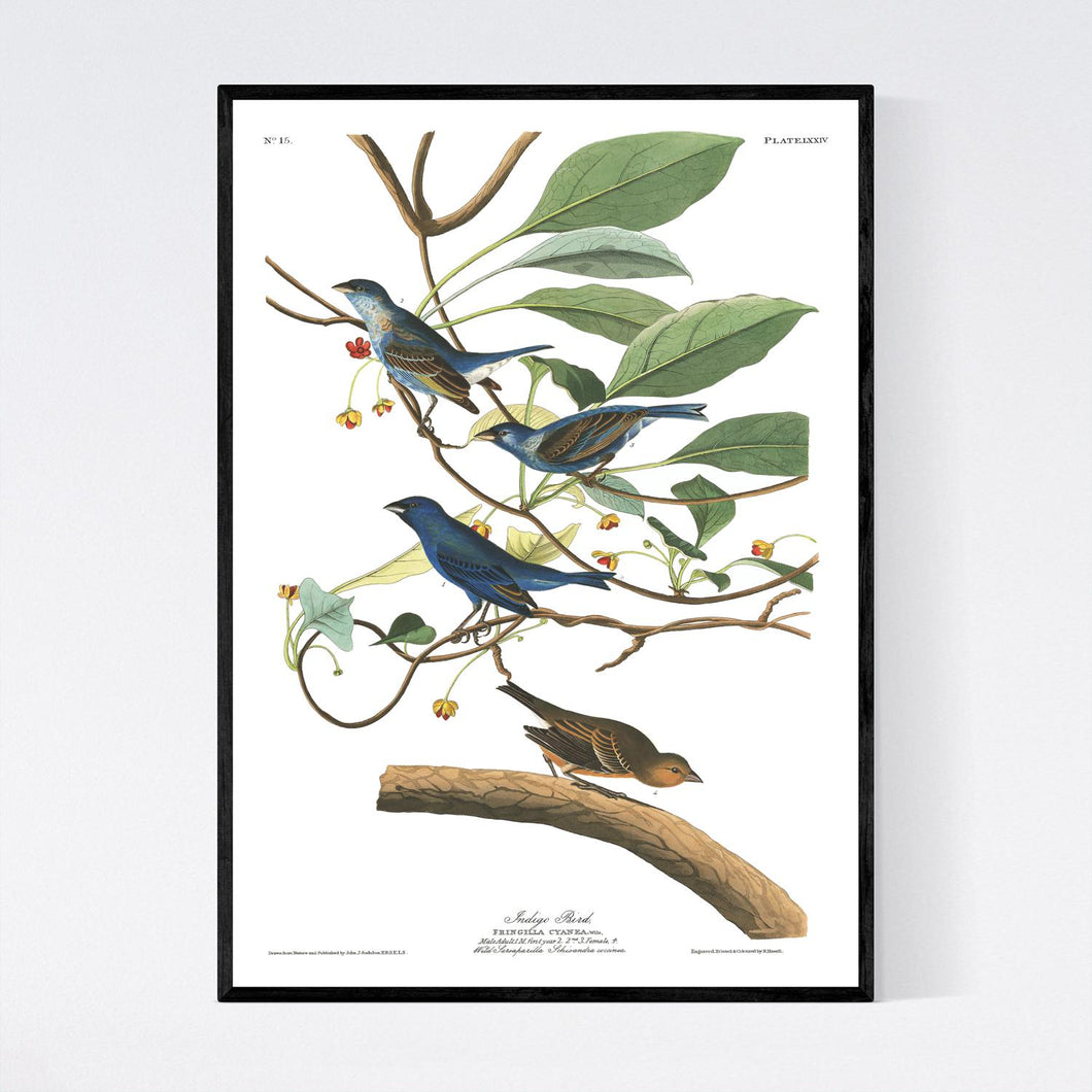 Indigo Bird Print by John Audubon