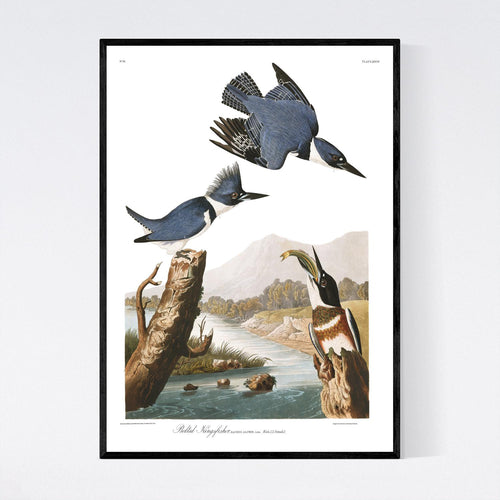 Belted Kingfisher Print by John Audubon