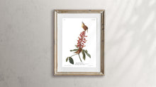 Load image into Gallery viewer, Great Carolina Wren Print by John Audubon