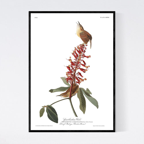 Great Carolina Wren Print by John Audubon