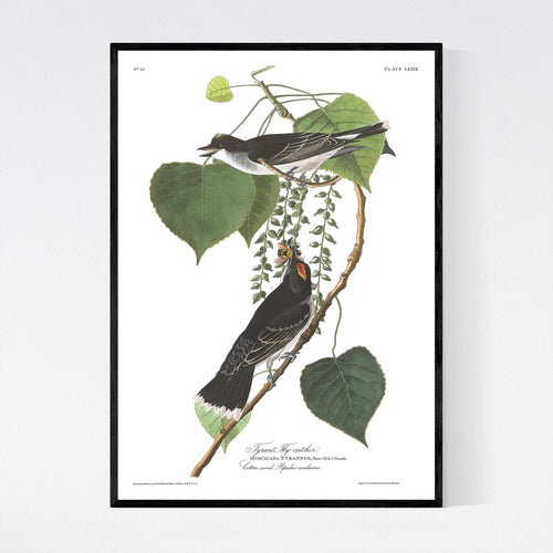 Tyrant Fly-Catcher Print by John Audubon