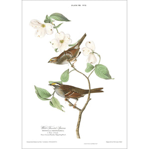 White Throated Sparrow Print by John Audubon