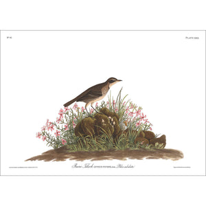 Prairie Titlark Print by John Audubon