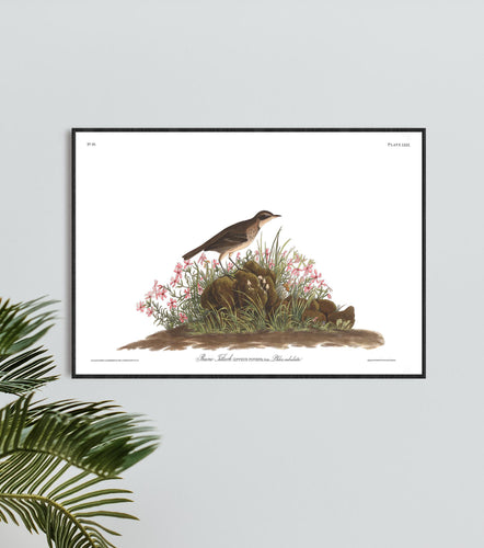 Prairie Titlark Print by John Audubon