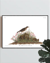 Load image into Gallery viewer, Prairie Titlark Print by John Audubon