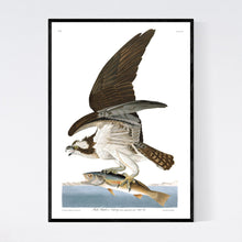 Load image into Gallery viewer, Fish Hawk or Osprey Print by John Audubon