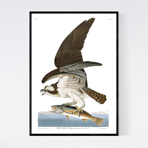 Fish Hawk or Osprey Print by John Audubon