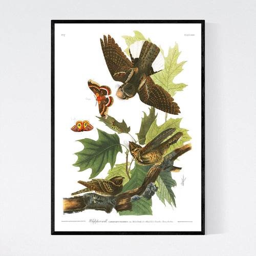 Whip-Poor-Will Print by John Audubon