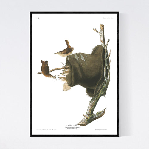 House Wren Print by John Audubon