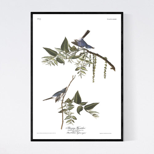 Blue-Grey Flycatcher Print by John Audubon