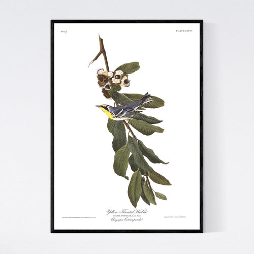 Yellow Throated Warbler Print by John Audubon