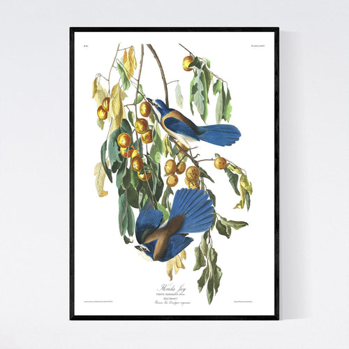 Florida Jay Print by John Audubon