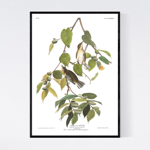 Autumnal Warbler Print by John Audubon