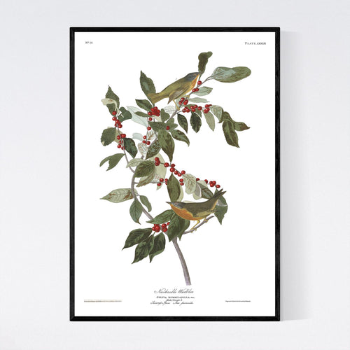 Nashville Warbler Print by John Audubon