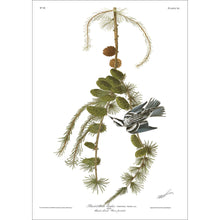 Load image into Gallery viewer, Black and White Creeper Print by John Audubon