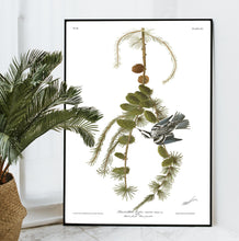 Load image into Gallery viewer, Black and White Creeper Print by John Audubon