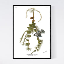 Load image into Gallery viewer, Black and White Creeper Print by John Audubon