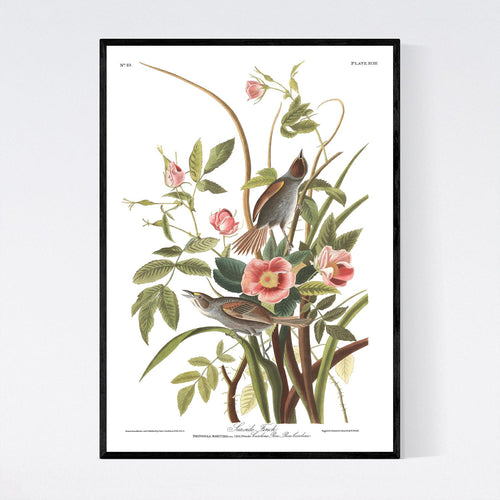 Sea Side Finch Print by John Audubon