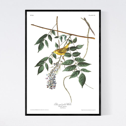 Blue-Eyed Yellow Warbler Print by John Audubon