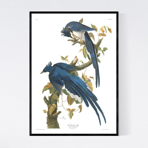 Colombia Jay Print by John Audubon