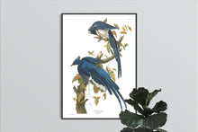 Load image into Gallery viewer, Colombia Jay Print by John Audubon