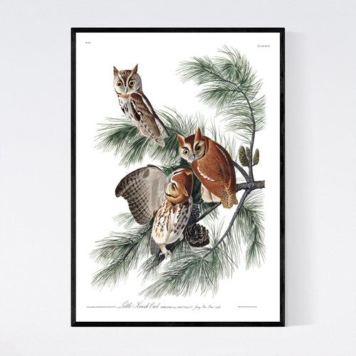 Little Screech Owl Print by John Audubon