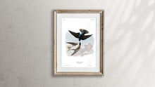 Load image into Gallery viewer, White-Bellied Swallow Print by John Audubon