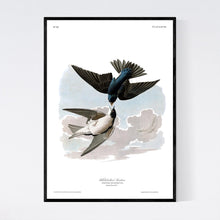 Load image into Gallery viewer, White-Bellied Swallow Print by John Audubon