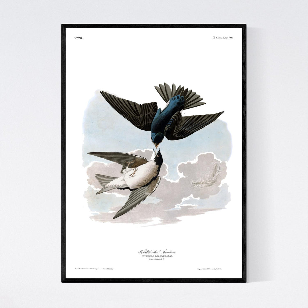 White-Bellied Swallow Print by John Audubon